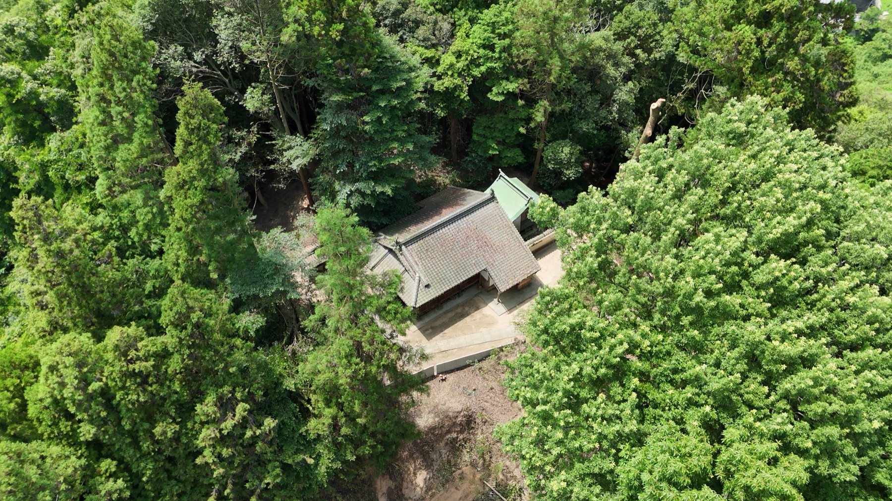 社殿も参道も大切に。神社の大木・御神木を、丁寧な特殊伐採で次世代へ。