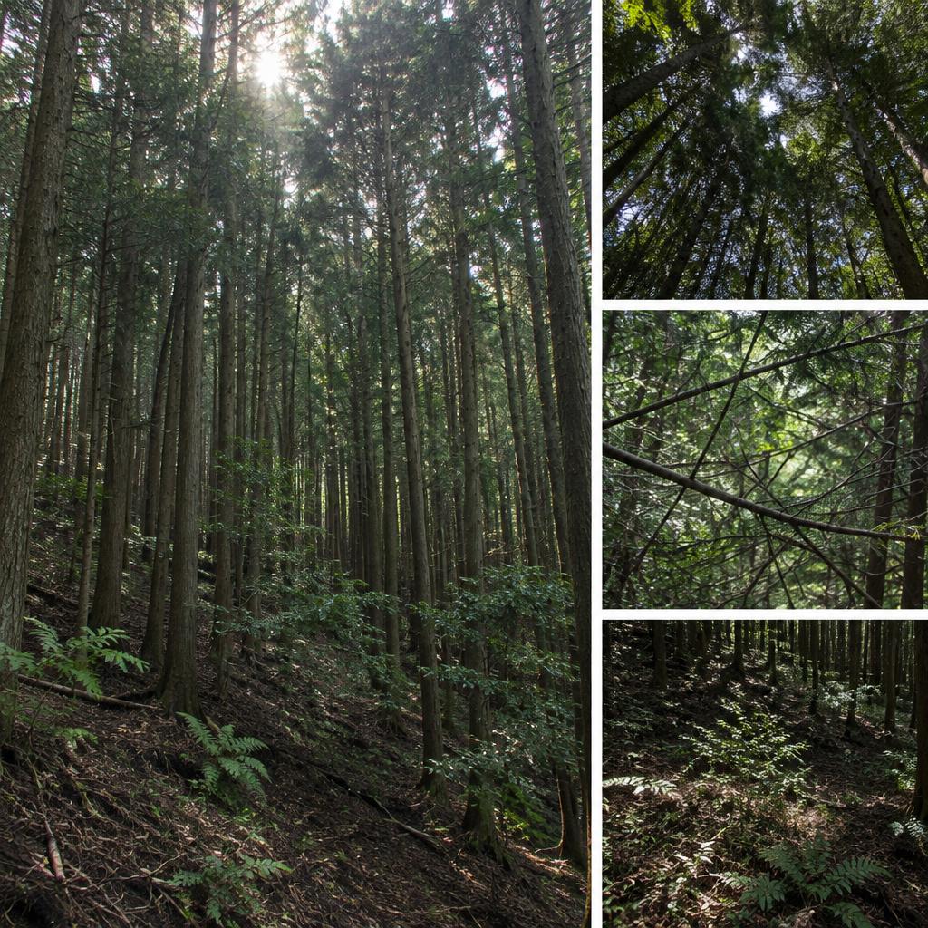 山が暗い、木が混み合う——気になるサインを見逃さない
