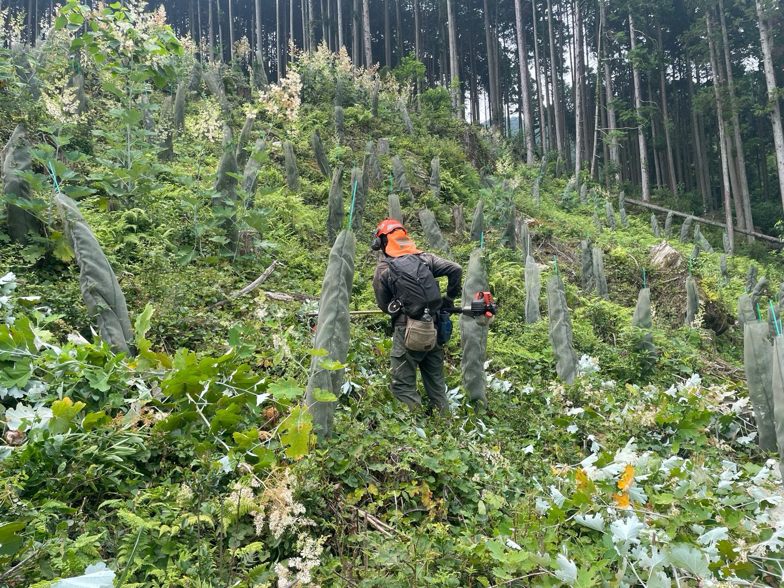 伸びきる前に、土地をすっきり。西条市・今治市の草刈りはお任せください