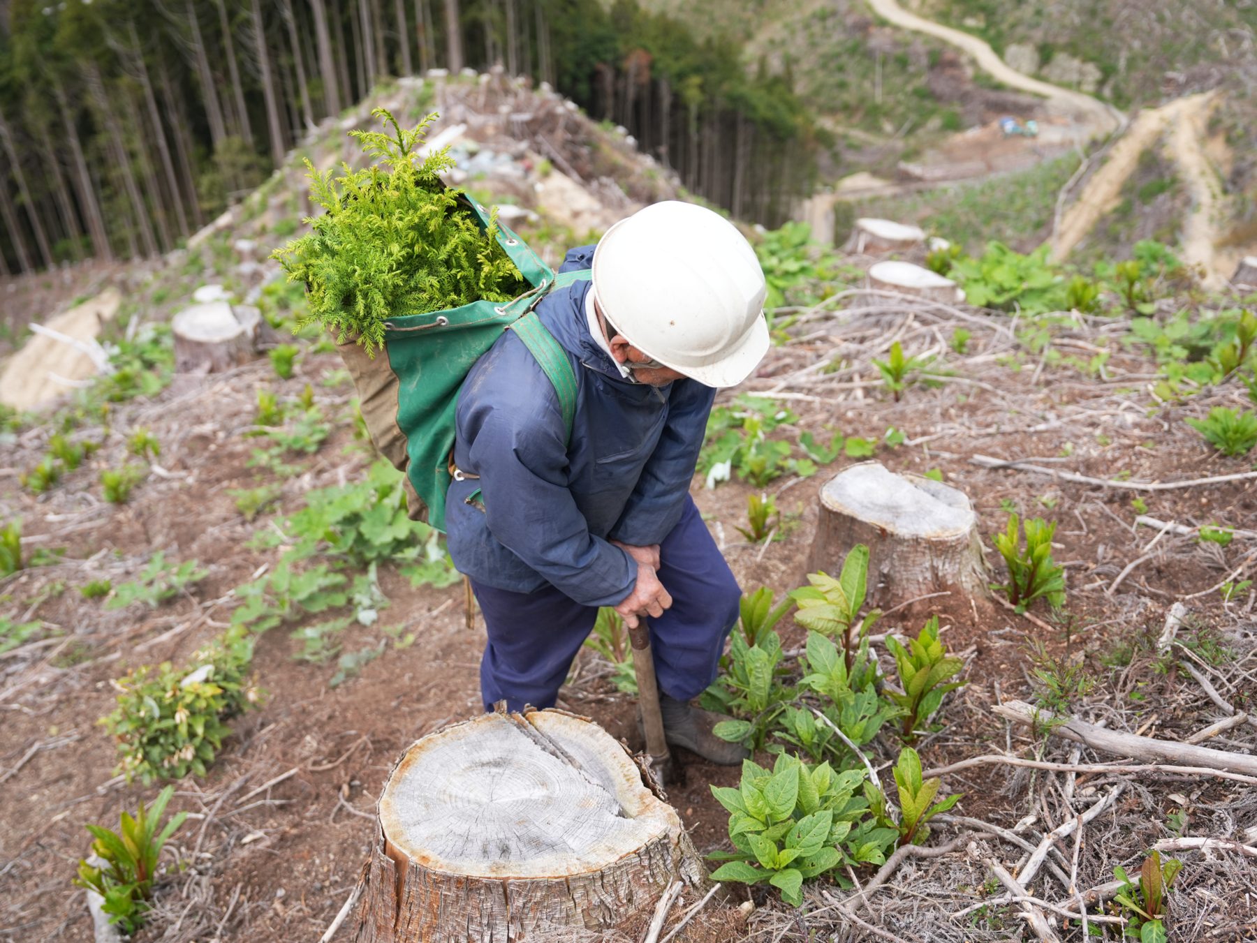 伐採後の山に、次の森を。植栽から獣害対策まで一括で請け負います